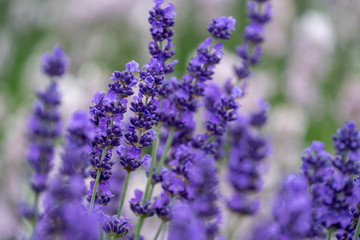 Close up of lavender flower blooms with a blurred background