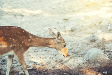 deer in nature