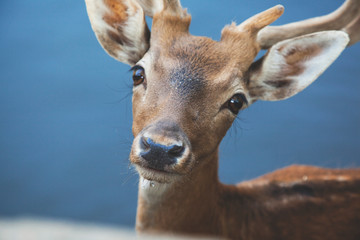 deer and lake in nature