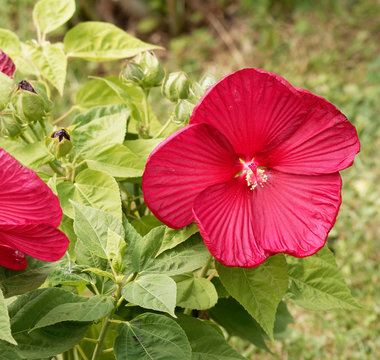 (Hibiscus moscheutos) Riesen-hibiscus. Der Sumpfeibisch oder Roseneibisch. Rot bl&uuml;ten nur einen Tag lang
