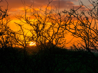 very beautiful view with sunrise and very colorful sky with black tree silhouettes in the foreground, Denmark