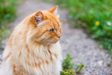 beautiful fluffy red cat sitting on the path in the garden and looking away, close-up