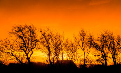 very beautiful view with sunrise and very colorful sky with black tree silhouettes in the foreground, Denmark