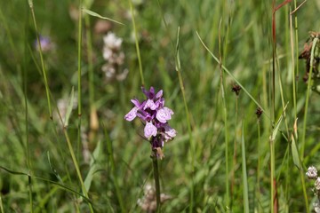 Flower of a heath spotted-orchid, Dactylorhiza maculata