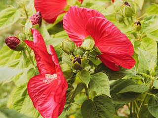(Hibiscus moscheutos) Der Sumpfeibisch oder Roseneibisch. Riesige dunkelcarmin blüten nur einen...
