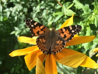 Butterfly burdock sits on a rudbeckia flower