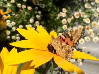 Butterfly burdock sits on a rudbeckia flower