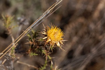 Flower of the carline thistle Carlina hispanica