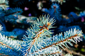 Naklejka na ściany i meble The sprig of blue spruce. Little sprig of blue spruce closeup