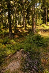 landscape in the thuringian forest near Georgenthal