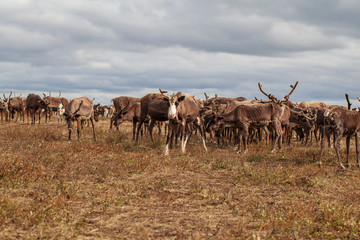 Yamal,   reindeers in Tundra, pasture of Nenets