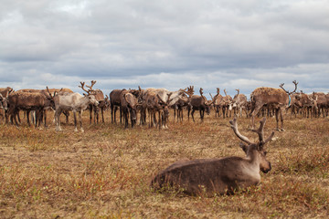 Naklejka na ściany i meble Yamal, reindeers in Tundra, pasture of Nenets