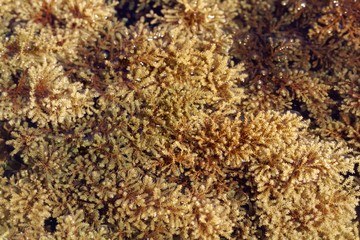 Fototapeta na wymiar The brown algae Cystoseira mediterranea