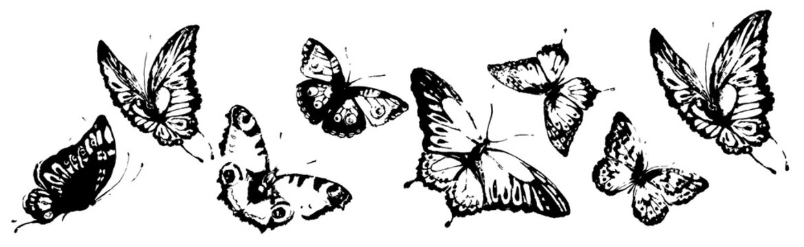 butterfly221