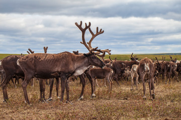 Naklejka na ściany i meble Yamal, reindeers in Tundra, pasture of Nenets