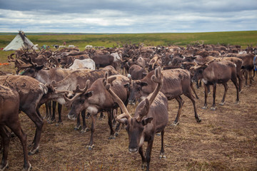 Fototapeta na wymiar Yamal, reindeers in Tundra, pasture of Nenets