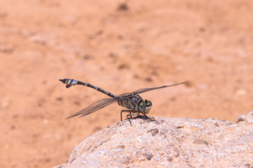 Libela