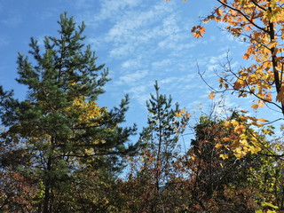yellow tree and blue sky in autumn