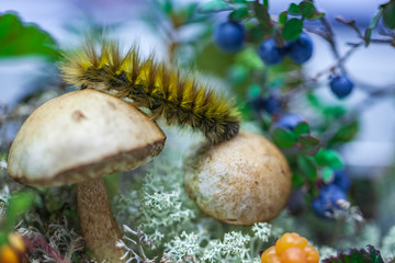  a small mushroom on the background of tundra,