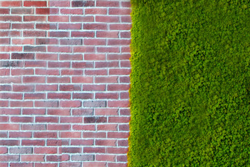 Wall bricks texture with green plants.