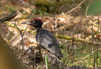 Black woodpecker