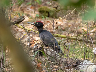 Black woodpecker