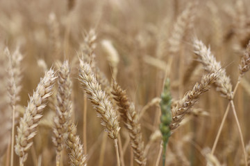 Fototapeta na wymiar Golden spikelets of wheat. Summer harvest