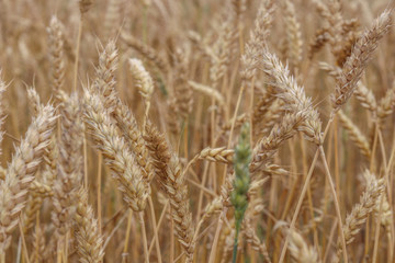 Golden spikelets of wheat. Summer harvest
