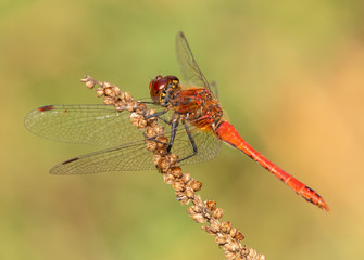 red veined darter dragonfly