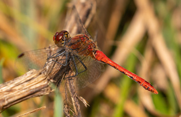 red veined darter dragonfly