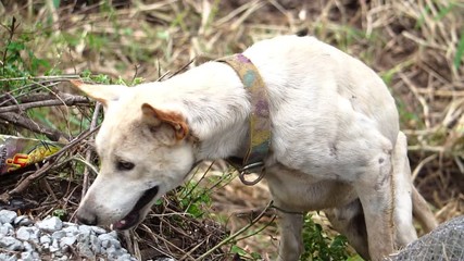 footage slow motion: The dog is white, disabled legs back, pathetic 