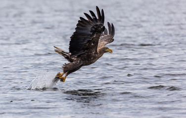 White tailed sea eagle