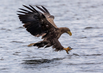 White tailed sea eagle
