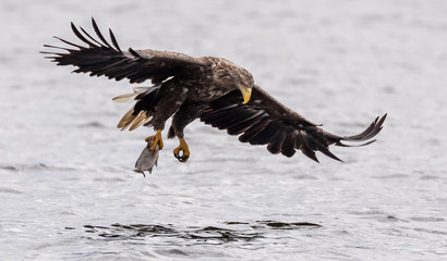 White tailed sea eagle