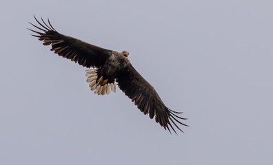 Fototapeta premium White tailed sea eagle