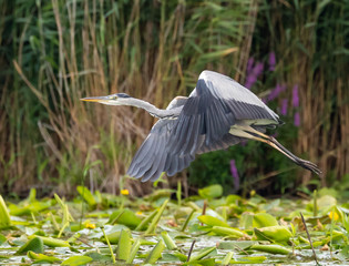 Grey Heron in flight