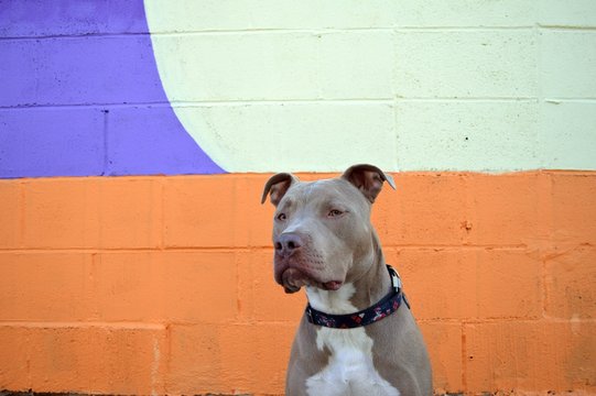 Mr. Odin Against Wall Of Orange And Purple Graffiti