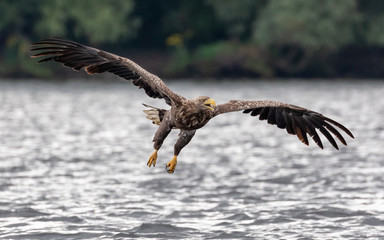 White tailed sea eagle