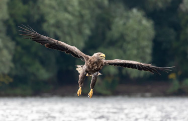 White tailed sea eagle