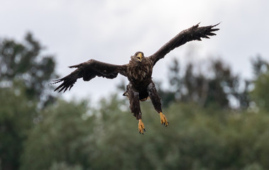 White tailed sea eagle