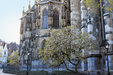 Trees blossom in front of the Aachen cathedral