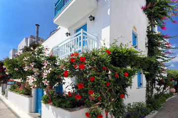 Fototapeta na wymiar Colourful hibiscus and other flowers outside a pretty blue and white apartment, Agia Anna, Naxos, Greek Islands