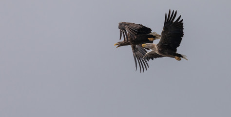 Fototapeta premium White tailed sea eagle