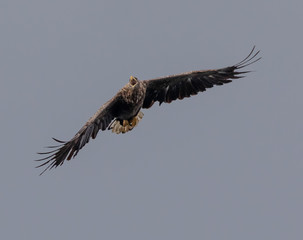 White tailed sea eagle