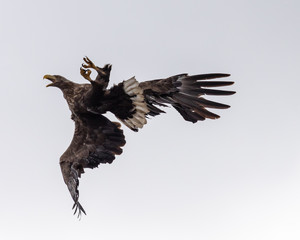 White tailed sea eagle
