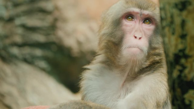 Portrait of a funny japanese macaque with a toy