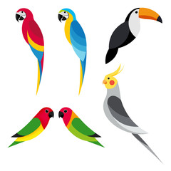 set flat parrot on white background © Roman