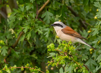 Red backed Shrike