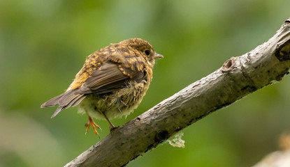 Juvenile Robin