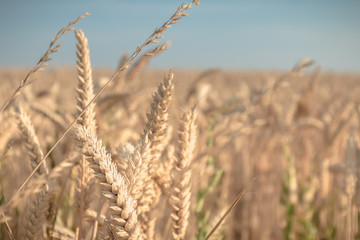 Fototapeta premium Close up of ears of durum wheat in a field before harvest